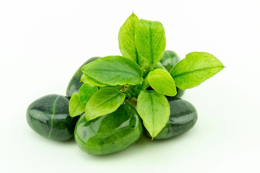Dennerle Anubias nana ´Jade´ - Image 2
