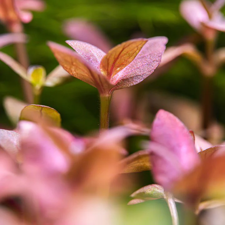 Dennerle Bacopa Salzmannii 'Purple' - Image 2