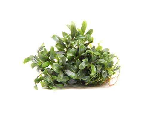 Dennerle Bucephalandra Micrantha 'Needle Leaf' In-Vitro