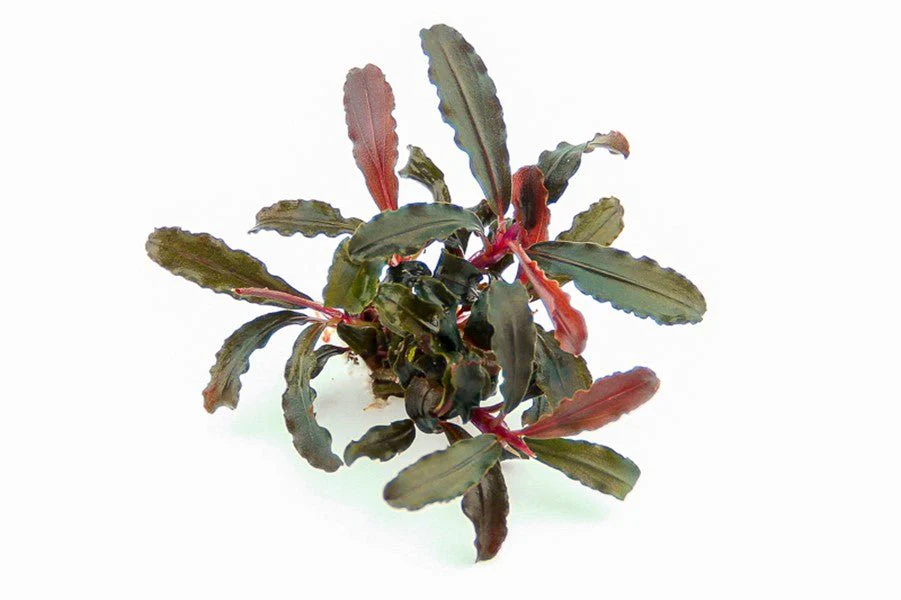 Dennerle Bucephalandra sp. ´Red Scorpio´ (Pot)