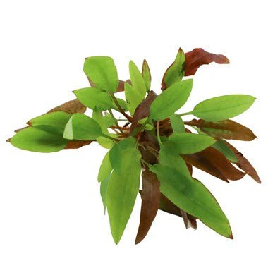 Dennerle Cryptocoryne affinis ' Dark Orange' (Pot
