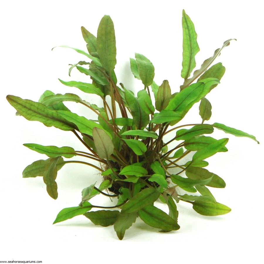 Dennerle Cryptocoryne beckettii in Pot