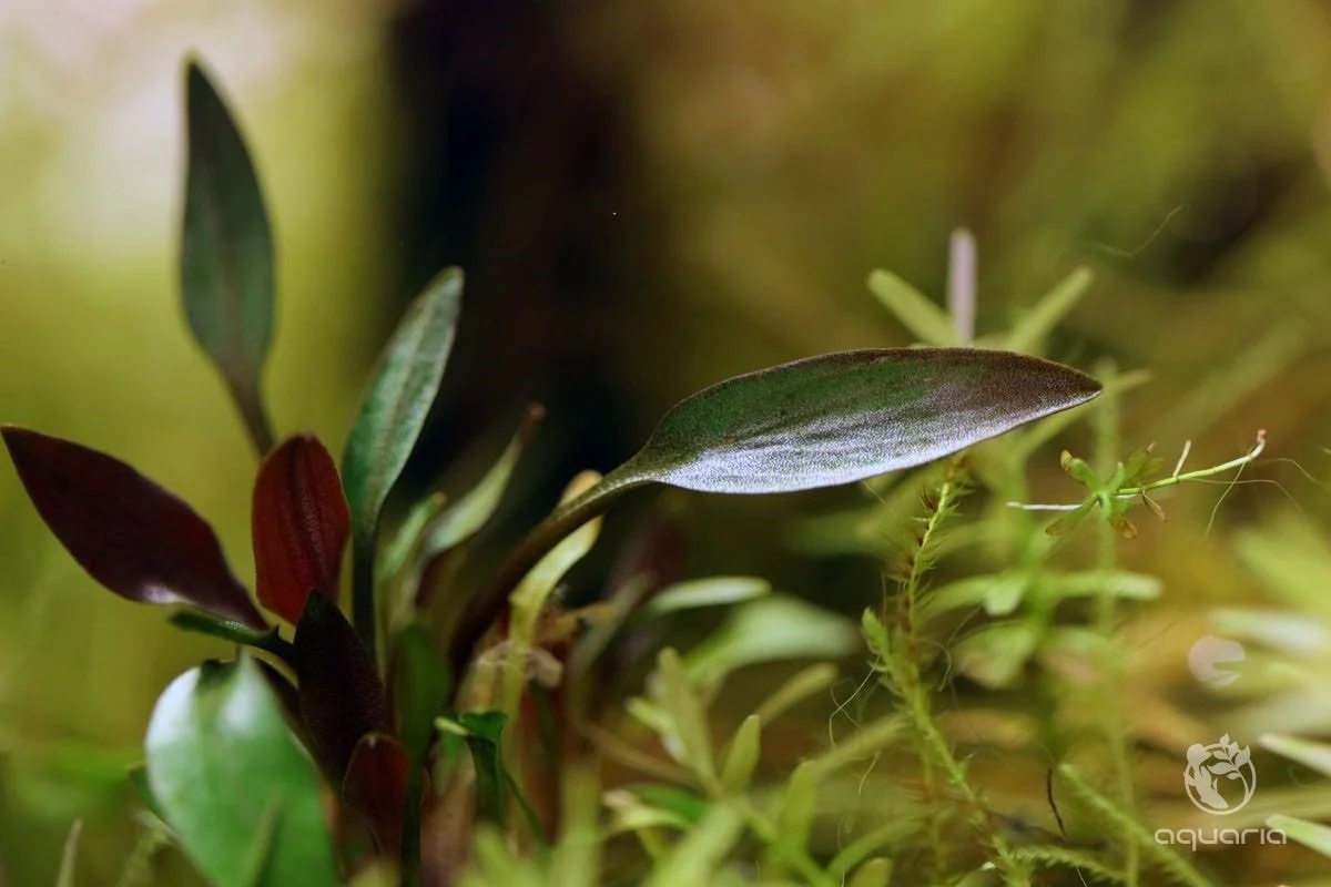 Dennerle Cryptocoryne Lutea Hobbit - Image 2
