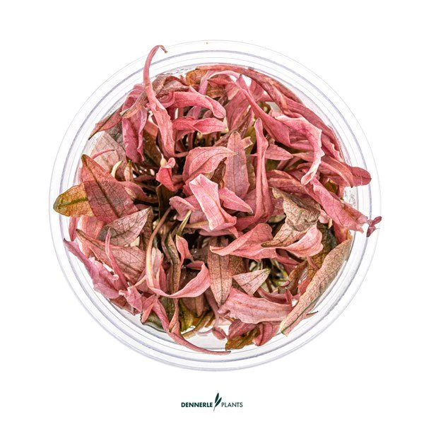 Dennerle Cryptocoryne spec. 'Flamingo' (TC Cup)