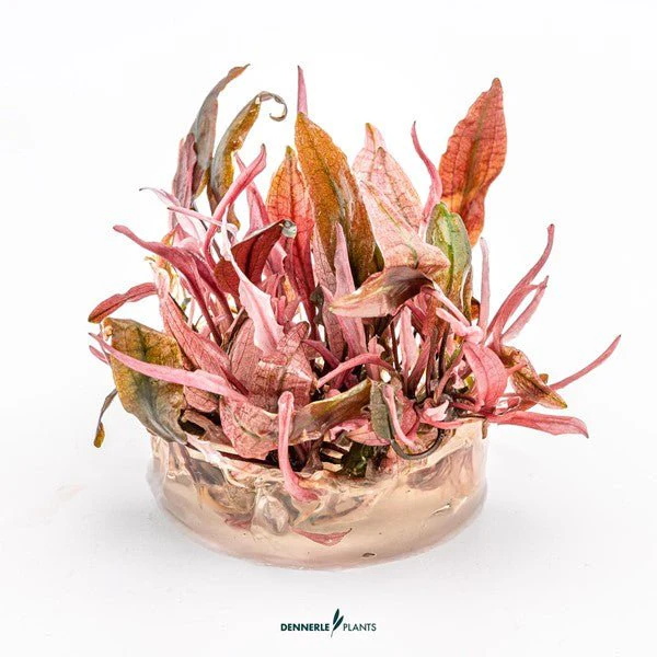Dennerle Cryptocoryne spec. 'Flamingo' (TC Cup) - Image 2