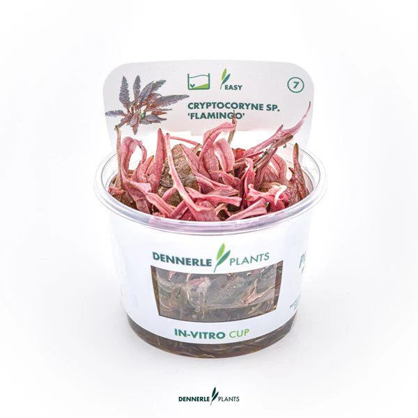 Dennerle Cryptocoryne spec. 'Flamingo' (TC Cup) - Image 3