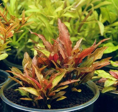 Dennerle Cryptocoryne walkeri var.legroi - Image 2
