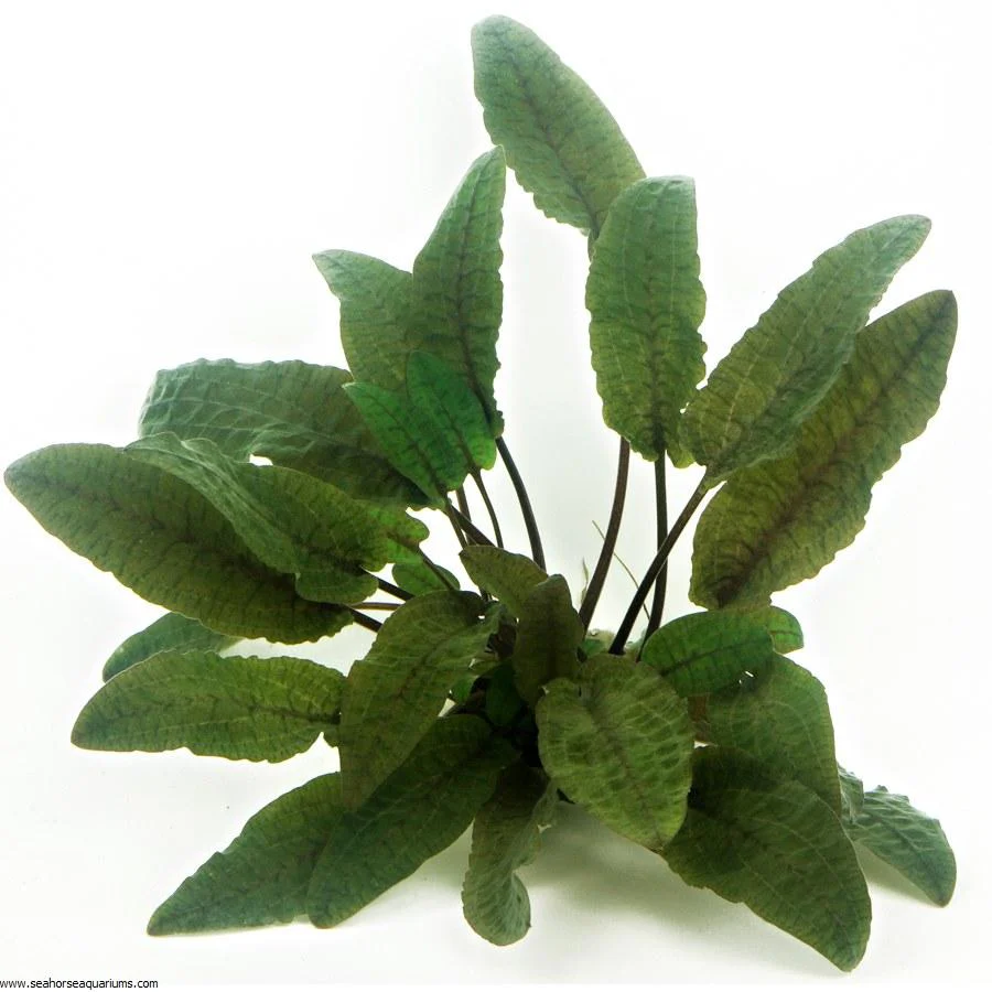 Dennerle Cryptocoryne wendtii Brown 'Braun' in Pot
