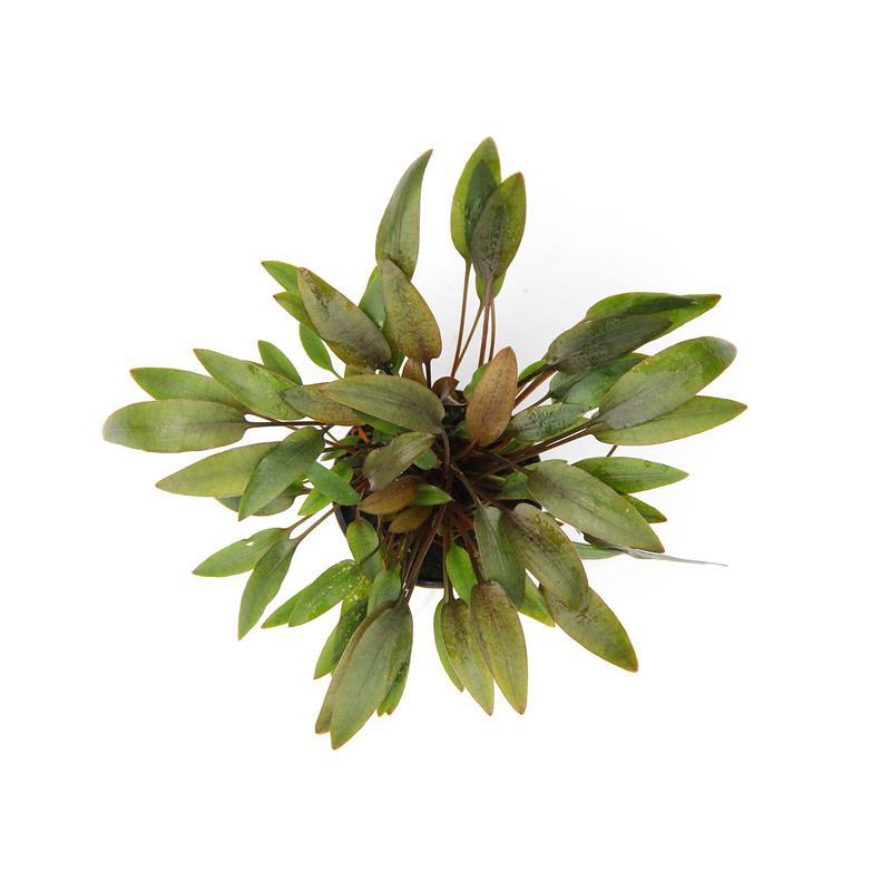 Dennerle Cryptocoryne Wendtii Kompakt