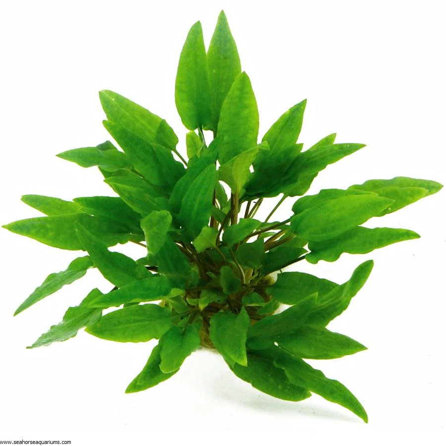 Dennerle Cryptocoryne wendtii Green in Pot