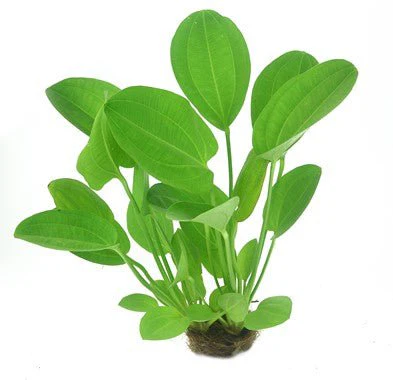 Dennerle Echinodorus cordifolius 'Harbich Red'