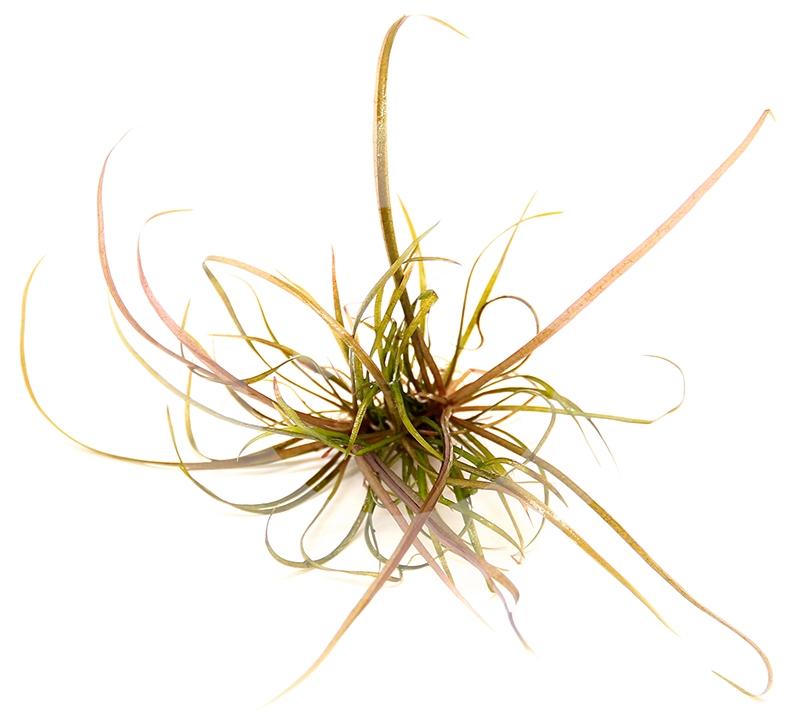 Dennerle Helanthium Tenellum 'Red'