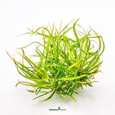 Dennerle Helanthium Tenellum 'Red' - Image 3