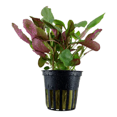 Dennerle Lobelia cardinalis in Pot