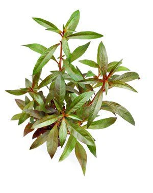 Dennerle Ludwigia glandulosa in Pot