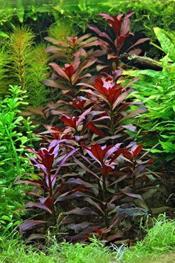 Dennerle Ludwigia glandulosa in Pot - Image 2