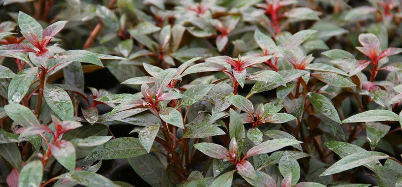 Dennerle Ludwigia glandulosa in Pot - Image 3