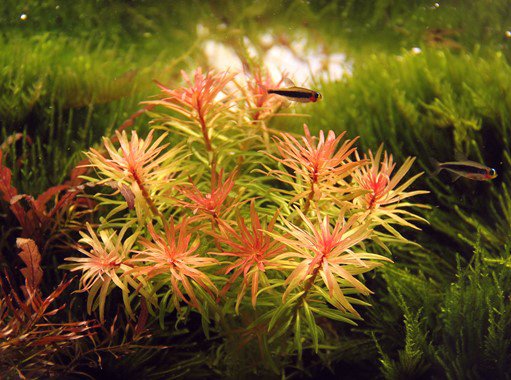 Dennerle Ludwigia inclinata var.verticillata - Image 3