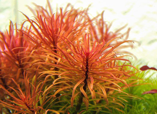 Dennerle Ludwigia inclinata var.verticillata - Image 4