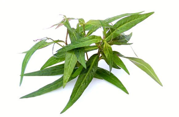 Dennerle Persicaria sp. 'Sao Paulo' - Image 2
