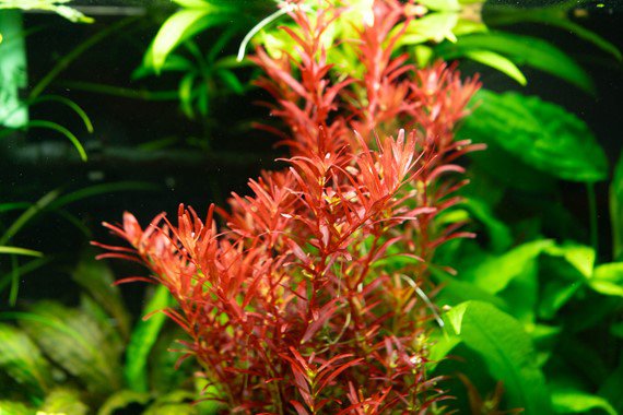 Dennerle Rotala rotundifolia 'Blood Red' In-Vitro - Image 2