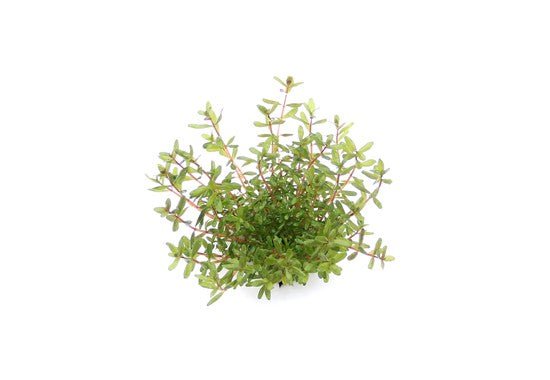 Dennerle Rotala rotundifolia ´Laos´ in Pot