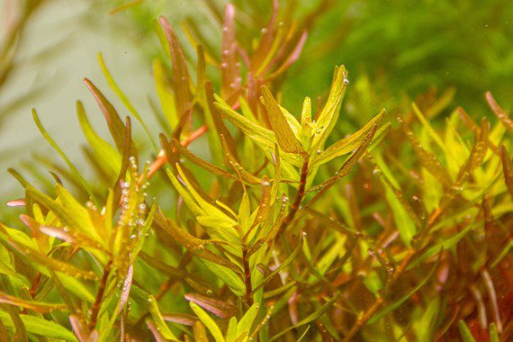 Dennerle Rotala rotundifolia ´Laos´ in Pot - Image 2