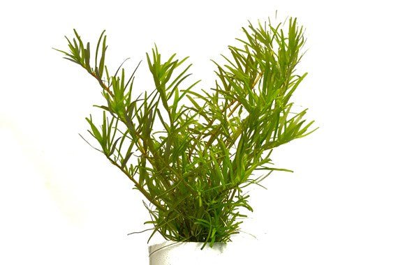 Dennerle Rotala sp. ´Wayanad´ In-Vitro