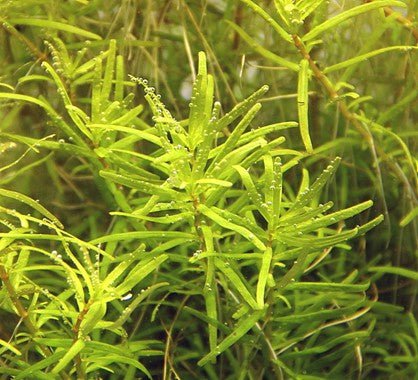 Dennerle Rotala sp. ´Wayanad´ In-Vitro - Image 2