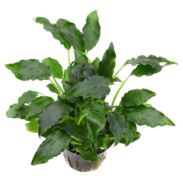 Dennerle Schismatoglottis prietoi