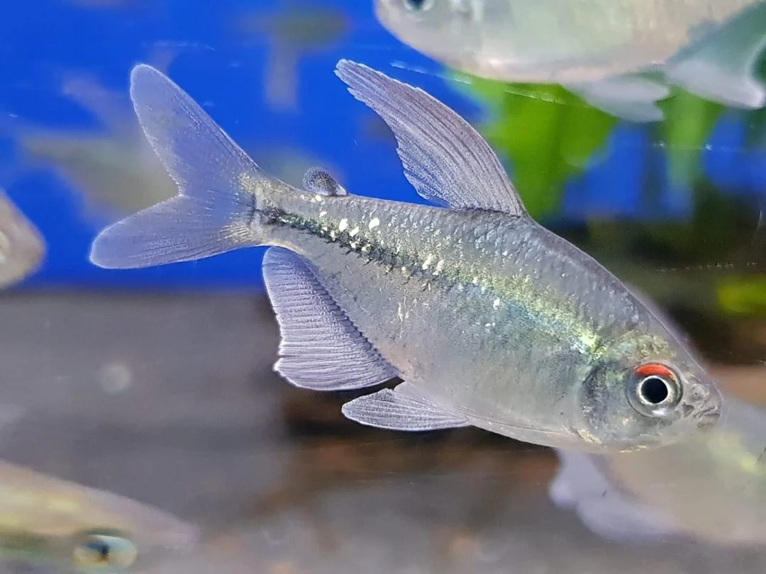 Diamond Tetra