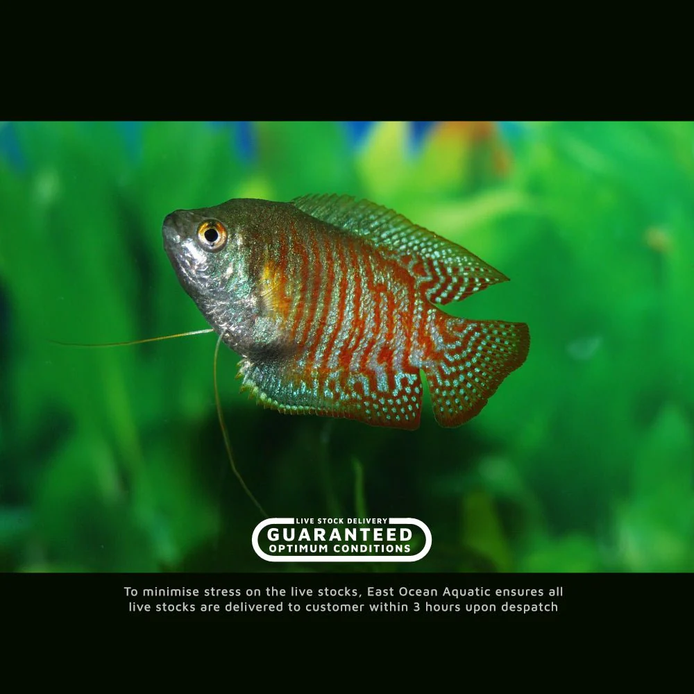 Dwarf Gourami