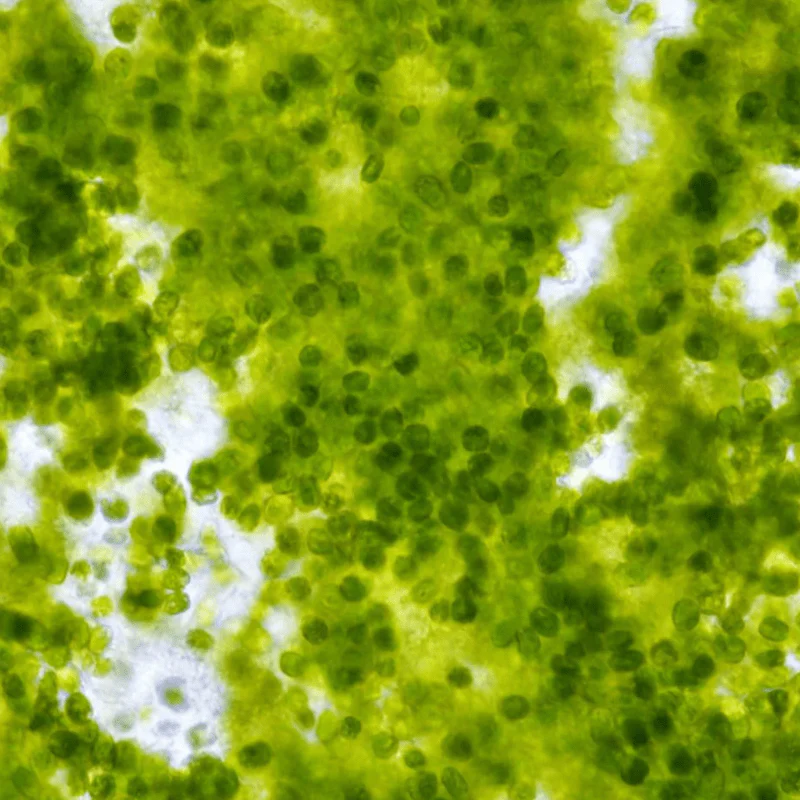 EasyReefs Easybooster 25 (250ml) (phytoplankton gel) (10/2026) - Image 3