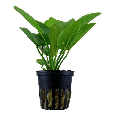 Tropica Echinodorus 'Aquartica' in Pot