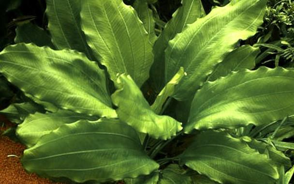 Tropica Echinodorus 'Aquartica' in Pot - Image 3