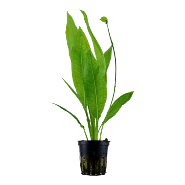 Tropica Echinodorus 'Bleherae' in Pot