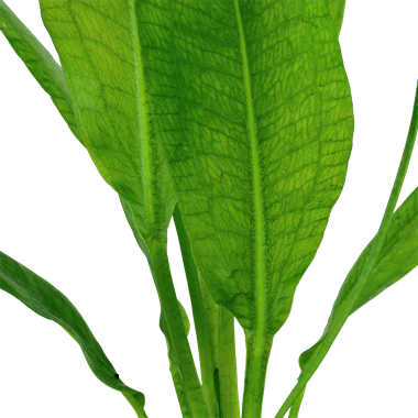 Tropica Echinodorus 'Bleherae' in Pot - Image 2