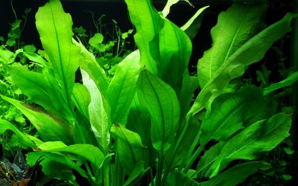 Tropica Echinodorus 'Bleherae' in Pot - Image 3