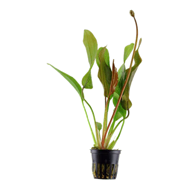 Tropica Echinodorus 'Red Diamond' in Pot