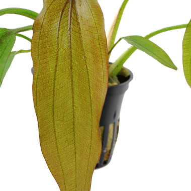Tropica Echinodorus 'Red Diamond' in Pot - Image 2