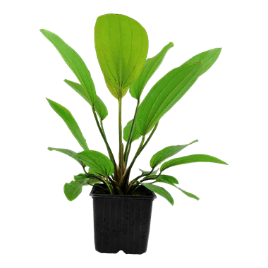 Tropica Echinodorus 'Rose' XL