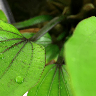 Tropica Echinodorus 'Rose' XL - Image 2
