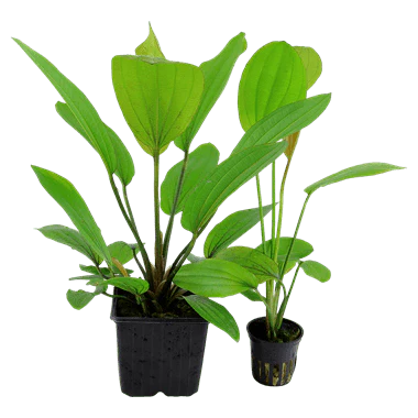 Tropica Echinodorus 'Rose' XL - Image 3