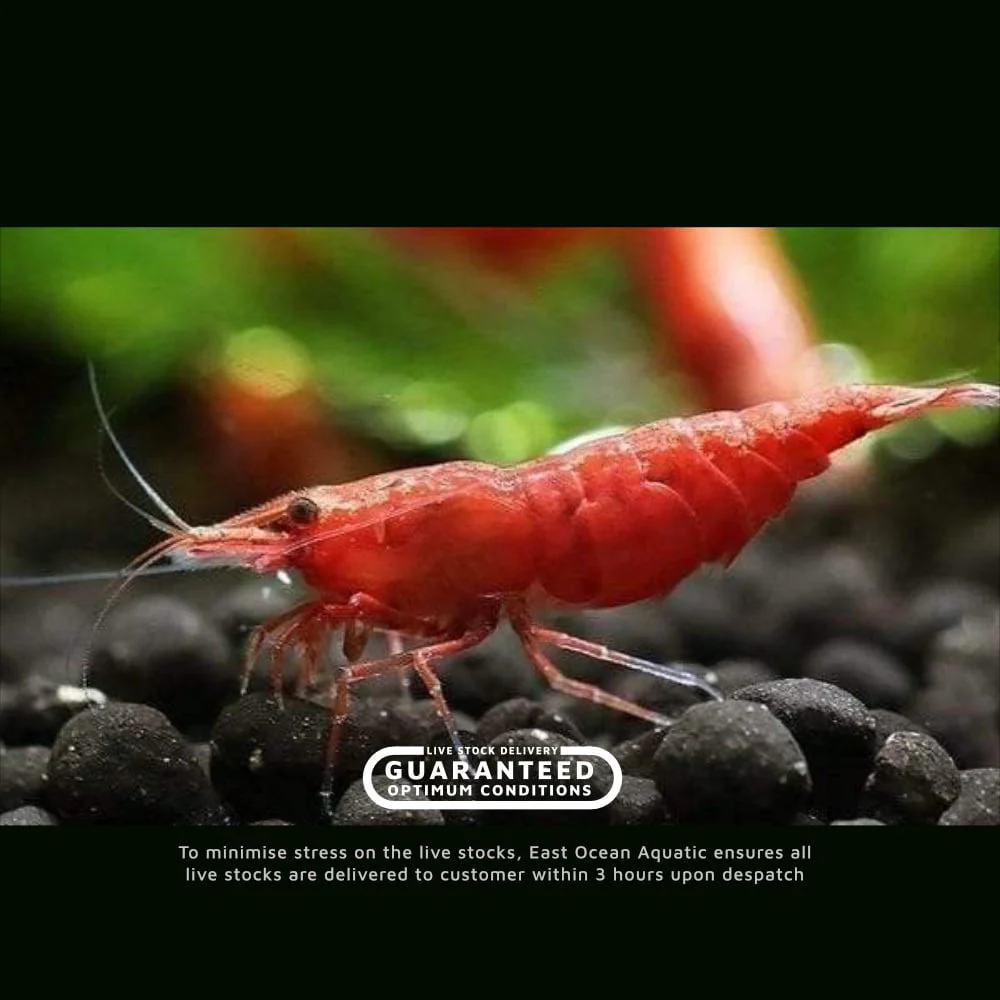 Fire Red Shrimp