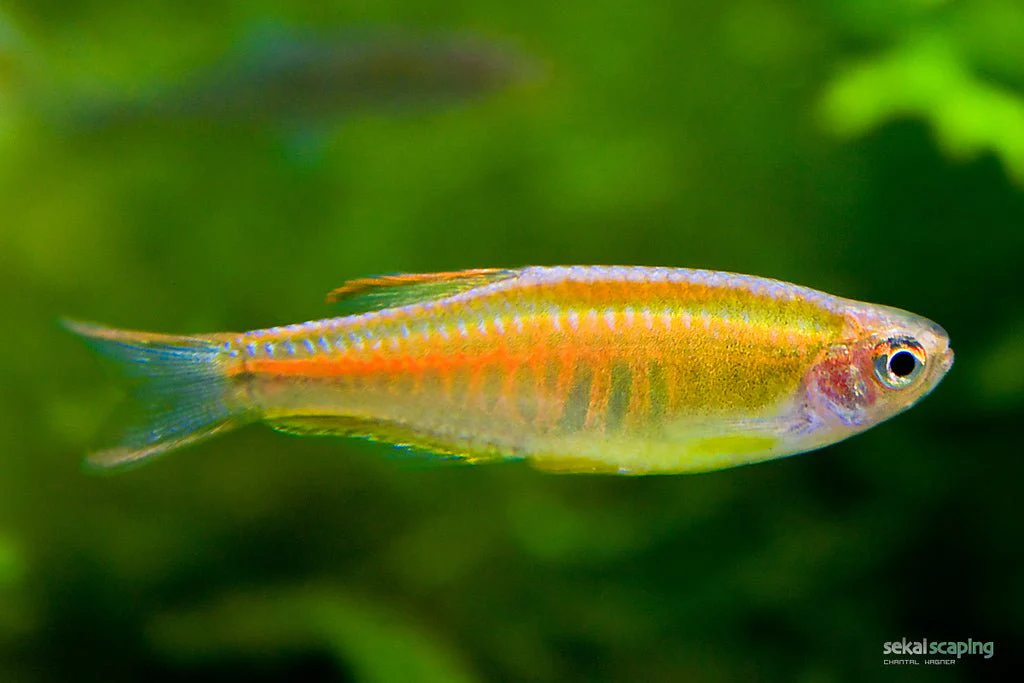 Glowlight  Danio - Image 2