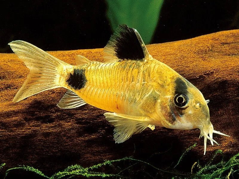 Golden Panda cory