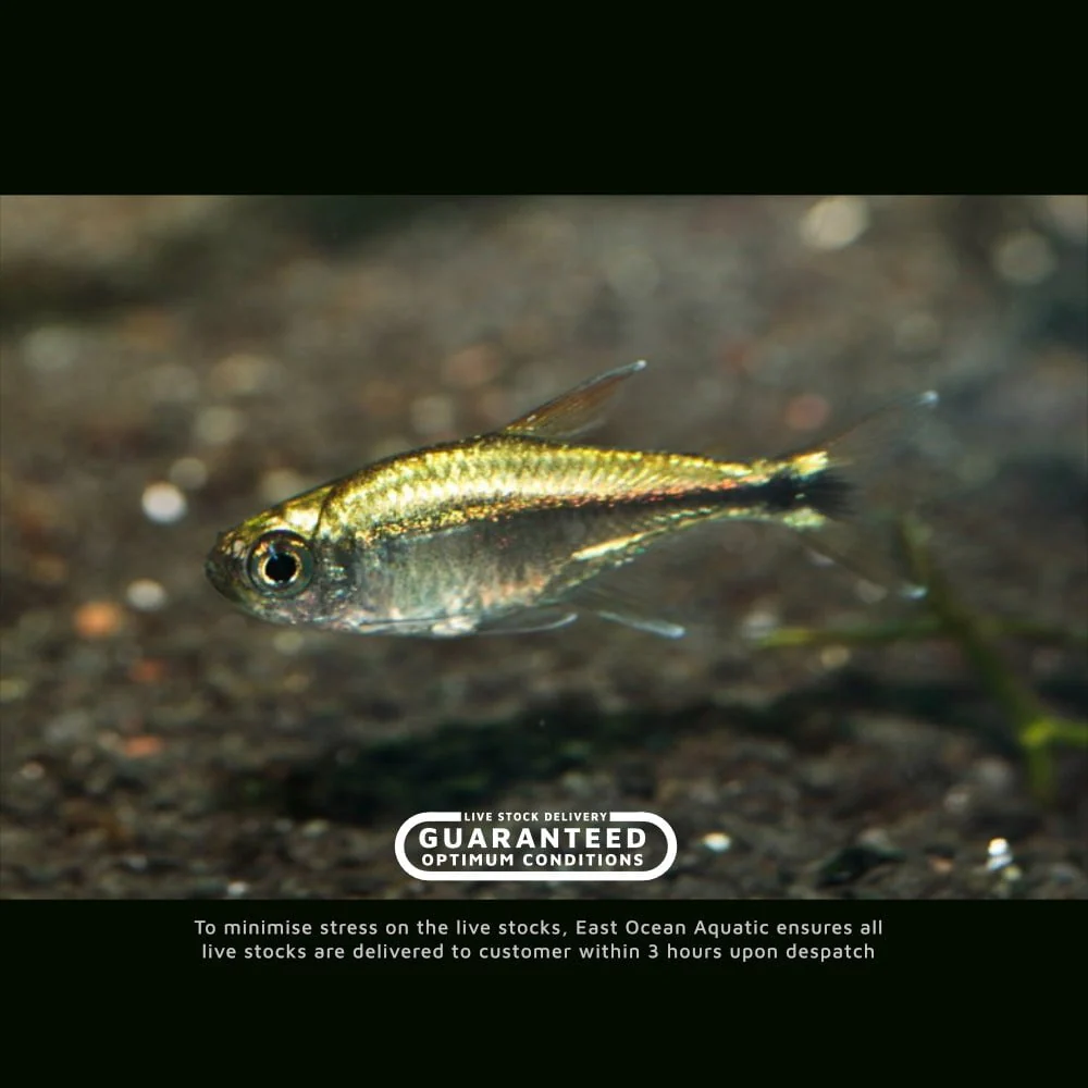 Golden Tetra