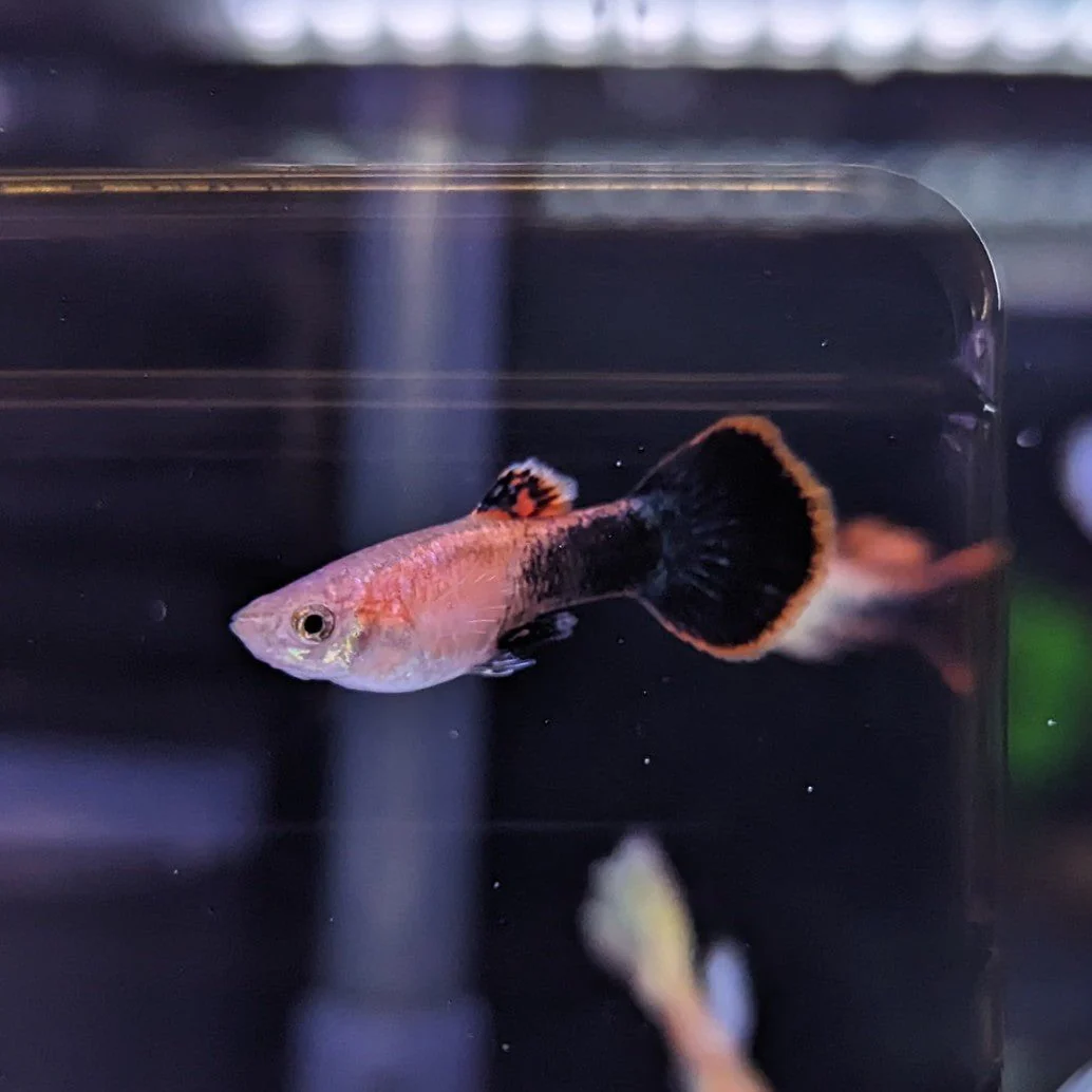 Guppy Pink Tuxedo (Male)