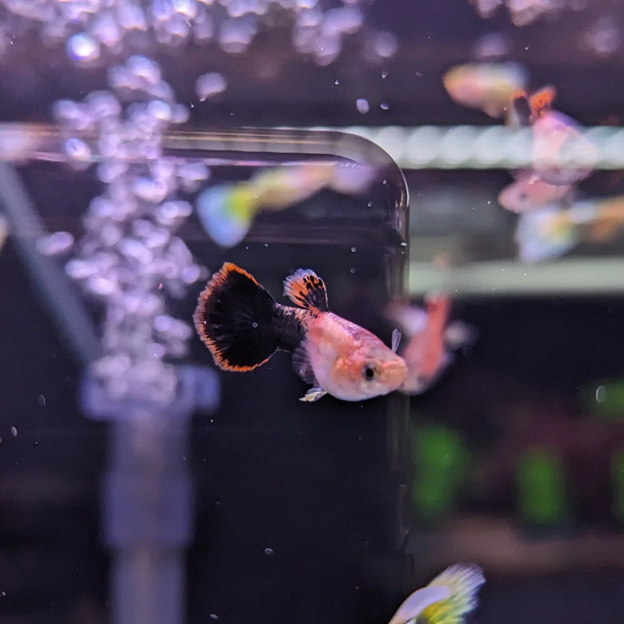 Guppy Pink Tuxedo (Male) - Image 2