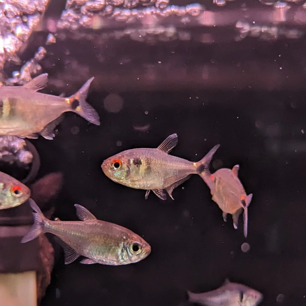 Head and taillight Tetra (hemigrammus ocellifer) - Image 2